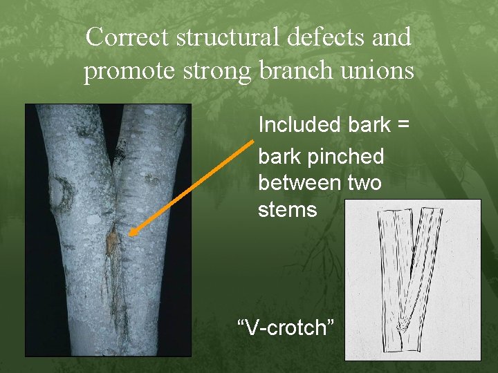Correct structural defects and promote strong branch unions Included bark = bark pinched between