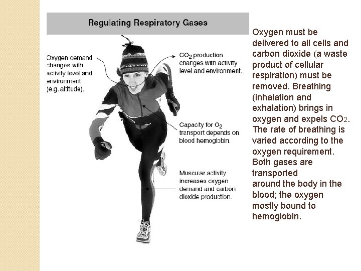 Oxygen must be delivered to all cells and carbon dioxide (a waste product of