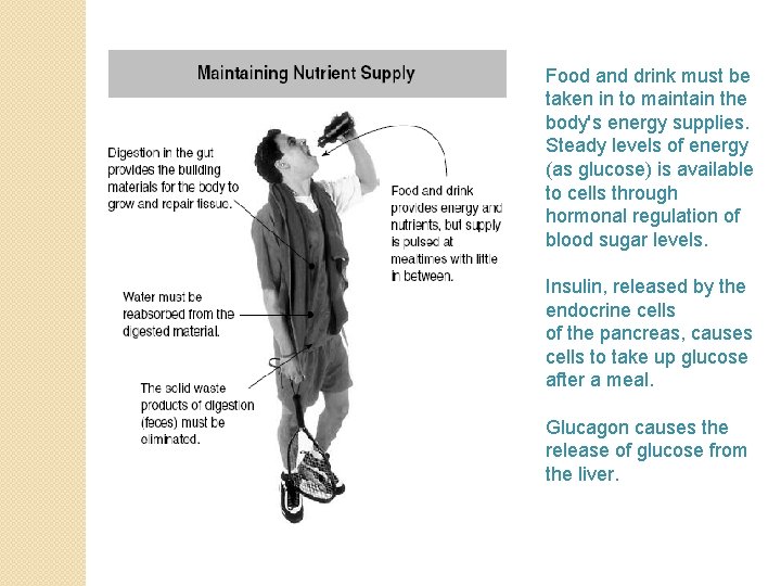 Food and drink must be taken in to maintain the body's energy supplies. Steady