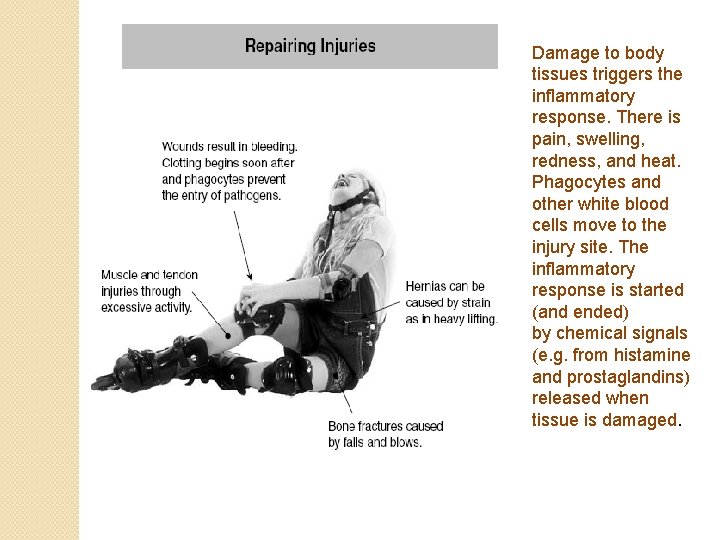 Damage to body tissues triggers the inflammatory response. There is pain, swelling, redness, and
