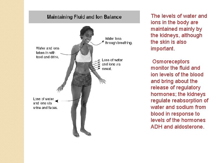 The levels of water and ions in the body are maintained mainly by the