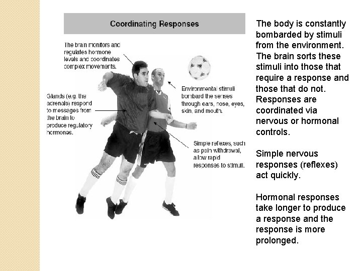 The body is constantly bombarded by stimuli from the environment. The brain sorts these