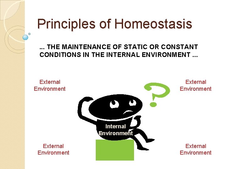 Principles of Homeostasis. . . THE MAINTENANCE OF STATIC OR CONSTANT CONDITIONS IN THE