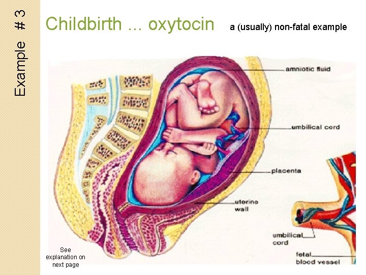 Example # 3 Childbirth. . . oxytocin See explanation on next page a (usually)