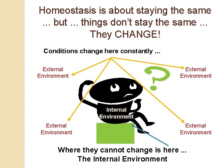 Homeostasis is about staying the same. . . but. . . things don’t stay