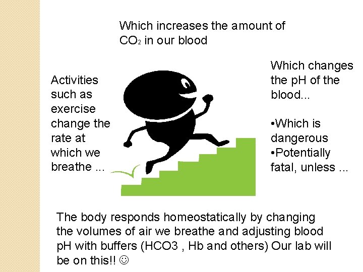 Which increases the amount of CO 2 in our blood Activities such as exercise