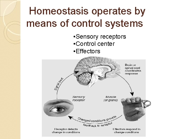 Homeostasis operates by means of control systems • Sensory receptors • Control center •