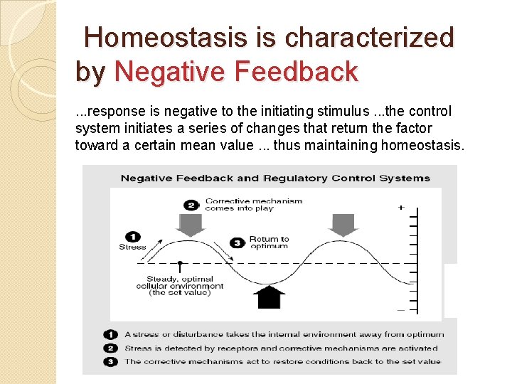 Homeostasis is characterized by Negative Feedback. . . response is negative to the initiating