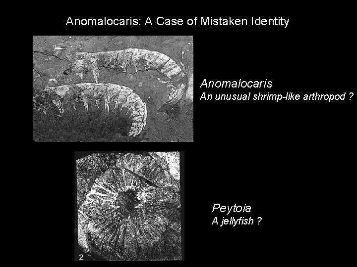 Anomalocaris: A Case of Mistaken Identity Anomalocaris An unusual shrimp-like arthropod ? Peytoia A