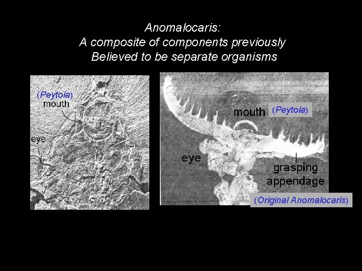 Anomalocaris: A composite of components previously Believed to be separate organisms (Peytoia) (Original Anomalocaris)
