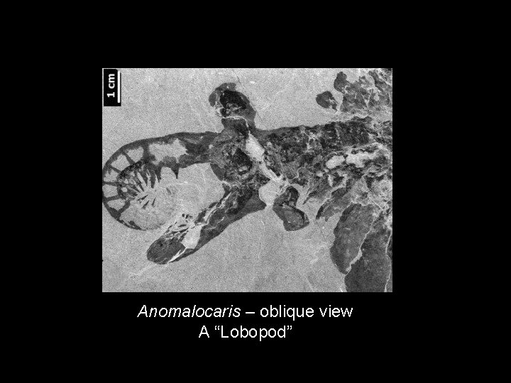 Anomalocaris – oblique view A “Lobopod” 