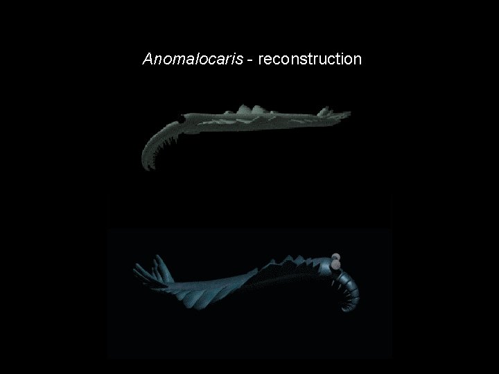 Anomalocaris - reconstruction 