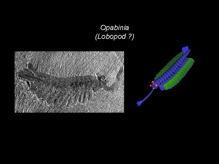 Opabinia (Lobopod ? ) 