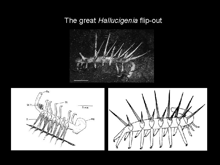The great Hallucigenia flip-out 