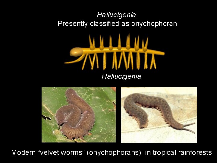 Hallucigenia Presently classified as onychophoran Hallucigenia Modern “velvet worms” (onychophorans): in tropical rainforests 