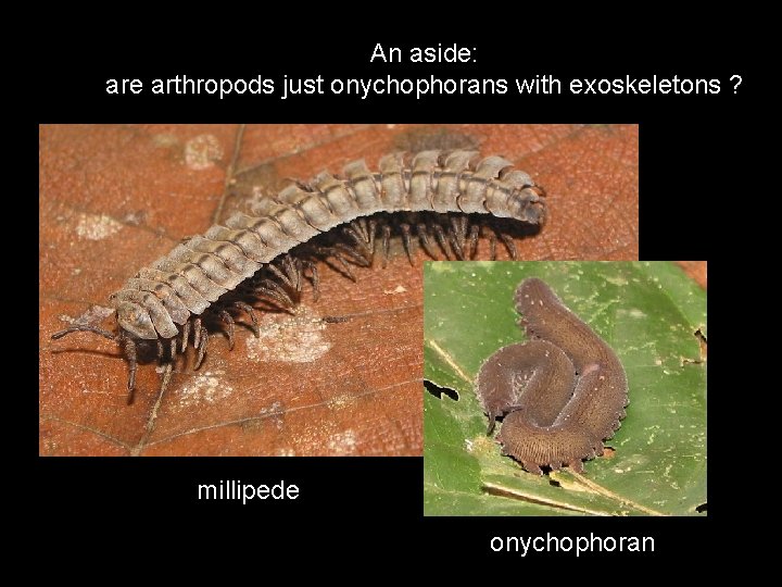 An aside: are arthropods just onychophorans with exoskeletons ? millipede onychophoran 