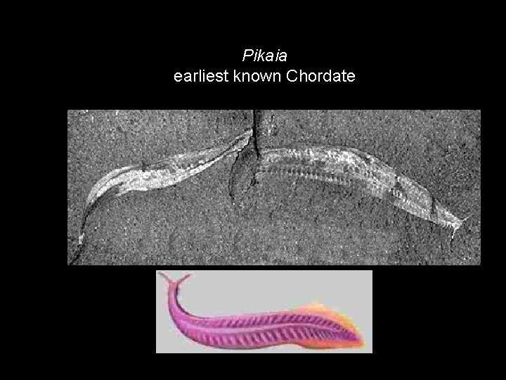 Pikaia earliest known Chordate 