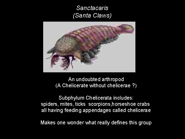 Sanctacaris (Santa Claws) An undoubted arthropod (A Chelicerate without chelicerae ? ) Subphylum Chelicerata