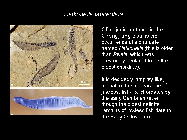 Haikouella lanceolata Of major importance in the Chengjiang biota is the occurrence of a