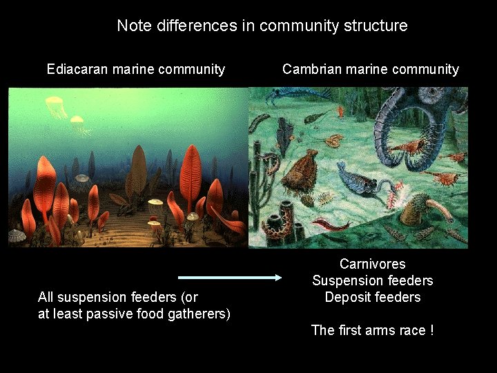 Note differences in community structure Ediacaran marine community All suspension feeders (or at least
