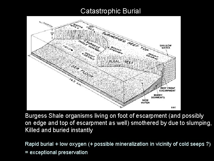 Catastrophic Burial Burgess Shale organisms living on foot of escarpment (and possibly on edge