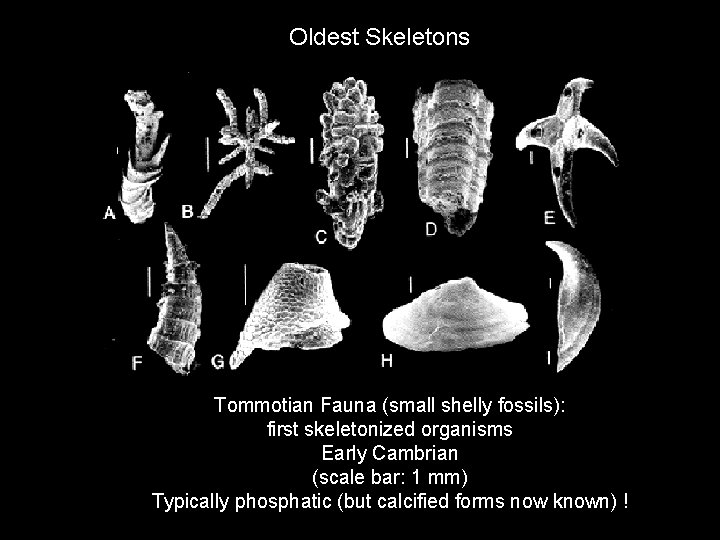 Oldest Skeletons Tommotian Fauna (small shelly fossils): first skeletonized organisms Early Cambrian (scale bar: