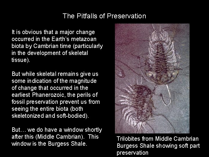 The Pitfalls of Preservation It is obvious that a major change occurred in the