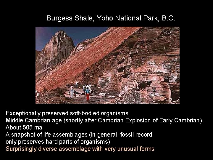 Burgess Shale, Yoho National Park, B. C. Exceptionally preserved soft-bodied organisms Middle Cambrian age