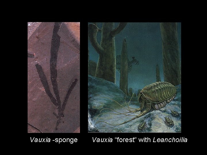 Vauxia -sponge Vauxia “forest” with Leanchoilia 
