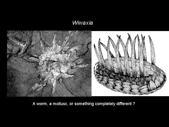 Wiwaxia A worm, a mollusc, or something completely different ? 