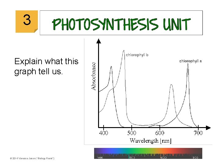 © 2014 Vanessa Jason (“Biology Roots”) 3 Explain what this graph tell us. ©