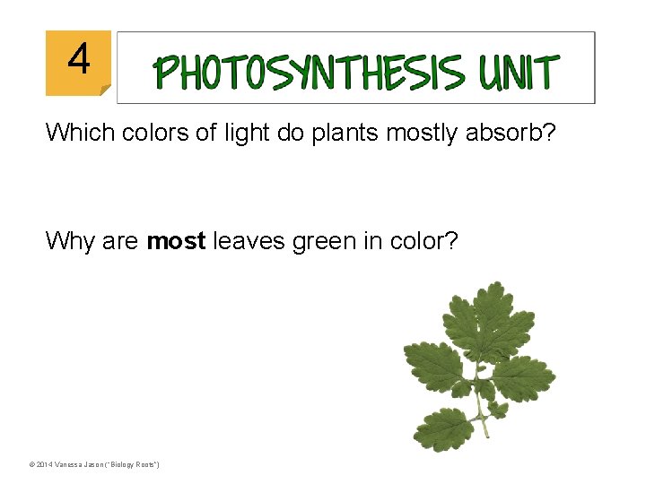 © 2014 Vanessa Jason (“Biology Roots”) 4 Which colors of light do plants mostly