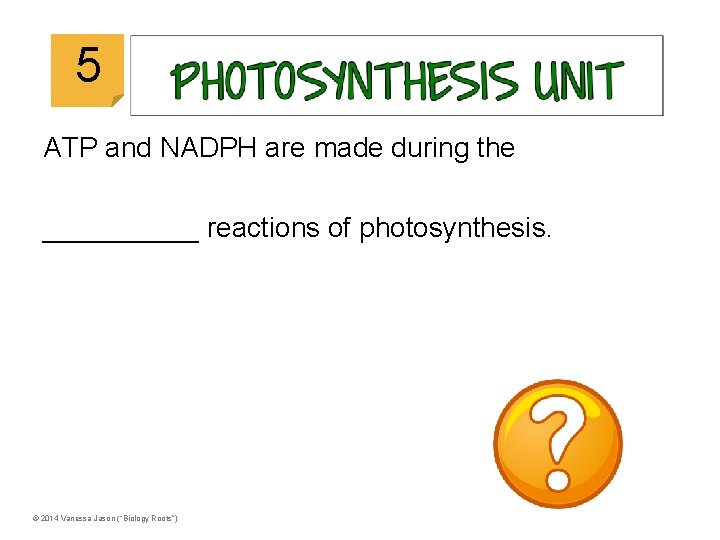 © 2014 Vanessa Jason (“Biology Roots”) 5 ATP and NADPH are made during the