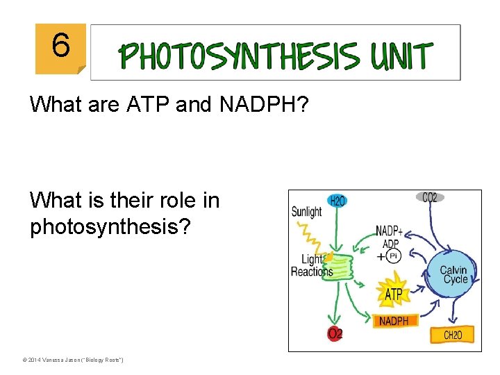 © 2014 Vanessa Jason (“Biology Roots”) 6 What are ATP and NADPH? What is