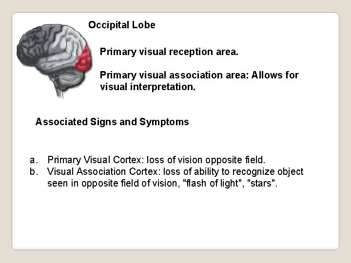 Occipital Lobe Primary visual reception area. Primary visual association area: Allows for visual interpretation.