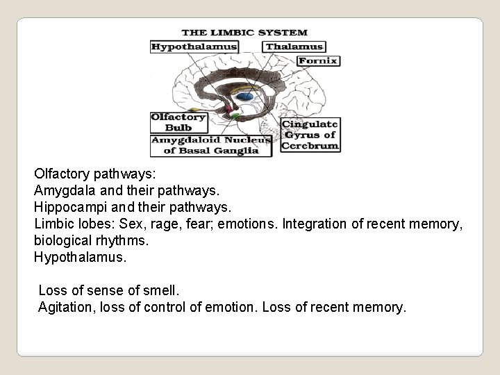 Olfactory pathways: Amygdala and their pathways. Hippocampi and their pathways. Limbic lobes: Sex, rage,