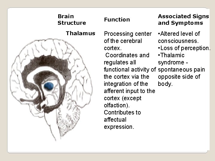 Brain Structure Thalamus Function Processing center of the cerebral cortex. Coordinates and regulates all