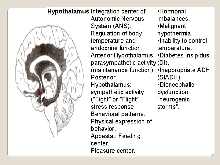 Hypothalamus Integration center of • Hormonal Autonomic Nervous imbalances. System (ANS): • Malignant Regulation