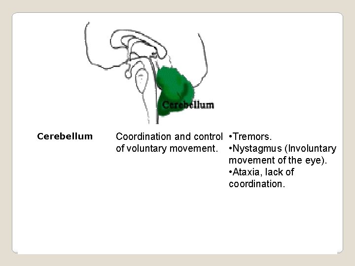 Cerebellum Coordination and control • Tremors. of voluntary movement. • Nystagmus (Involuntary movement of