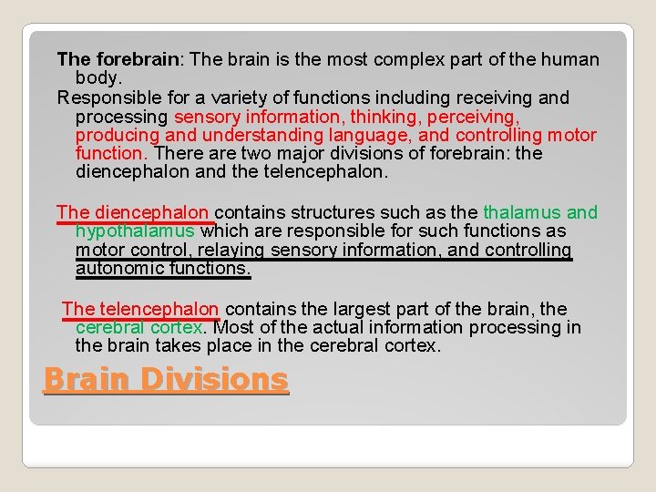 The forebrain: The brain is the most complex part of the human body. Responsible