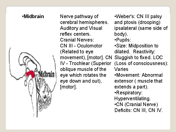  • Midbrain Nerve pathway of cerebral hemispheres. Auditory and Visual reflex centers. Cranial