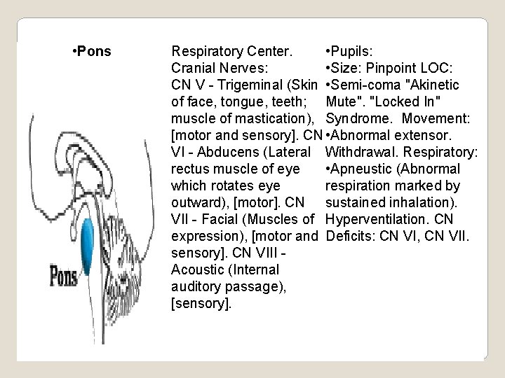  • Pons Respiratory Center. • Pupils: Cranial Nerves: • Size: Pinpoint LOC: CN