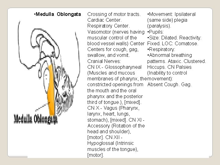  • Medulla Oblongata Crossing of motor tracts. • Movement: Ipsilateral Cardiac Center. (same