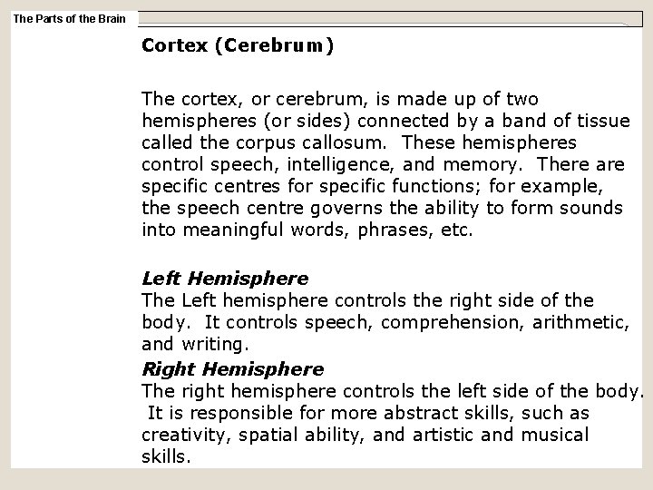 The Parts of the Brain Cortex (Cerebrum) The cortex, or cerebrum, is made up