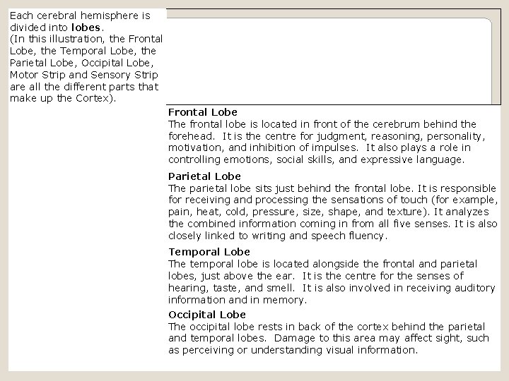 Each cerebral hemisphere is divided into lobes. (In this illustration, the Frontal Lobe, the