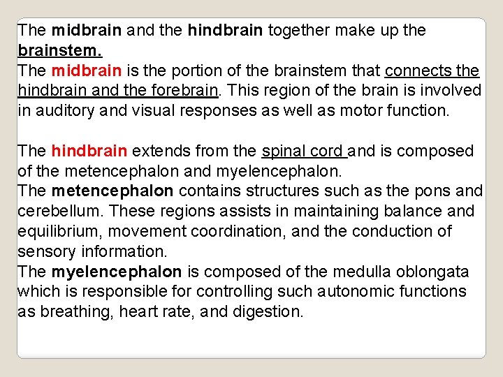 The midbrain and the hindbrain together make up the brainstem. The midbrain is the