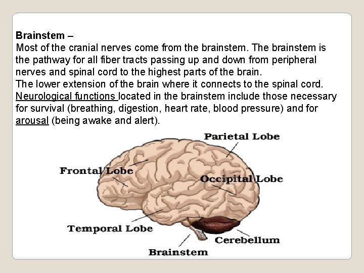 Brainstem – Most of the cranial nerves come from the brainstem. The brainstem is