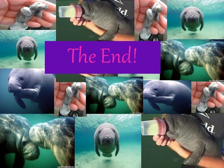 The End! 
