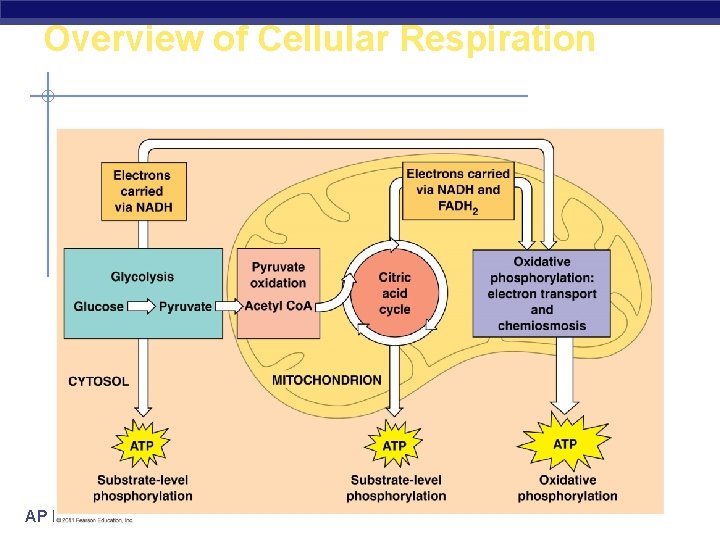 Overview of Cellular Respiration AP Biology 
