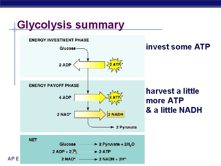 Glycolysis summary invest some ATP harvest a little more ATP & a little NADH